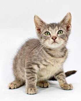 Guru -  Domestic Short Hair Cat for Adoption in Morton Grove, Illinois - Guru | PetCurious