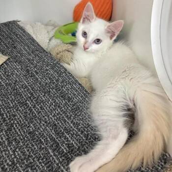 Avalanche -  Domestic Short Hair Cat for Adoption in Phoenix, Arizona - Avalanche | PetCurious