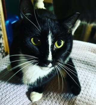 Rescue Domestic Short Hair Cats for Adoption in Glen Raven, North Carolina - MELODY-shy Tripod Born 11/2020 | PetCurious