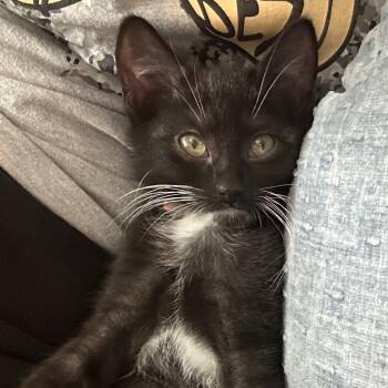 Jonah -  Domestic Short Hair Cat for Adoption in Sanford, North Carolina - Jonah | PetCurious