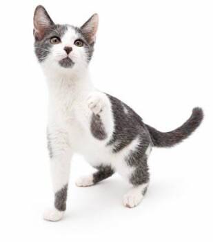 Cashew cannot be any sweeter or cuter - OLD ENOUGH TO BE SOLO ca -  Turkish Van and Russian Blue Cat for Adoption in Bedford Hills, New York - Cashew Cannot Be Any Sweeter Or Cuter - OLD ENOUGH TO BE SOLO Ca | PetCurious