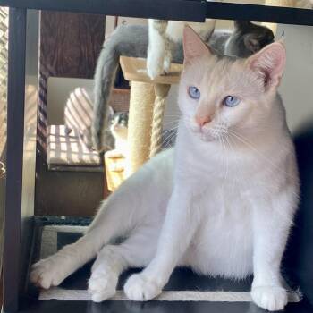 Siamese Cats Available for Adoption in Los Angeles, California - Aspen | PetCurious