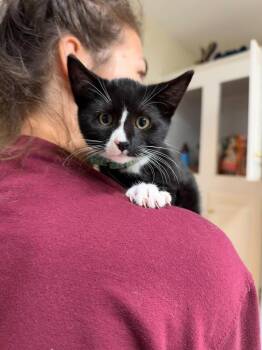 Sir Pickles -  Domestic Short Hair Cat for Adoption in Milton, Delaware - Sir Pickles | PetCurious