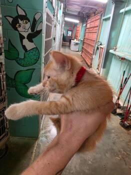 Banshee -  Domestic Short Hair Cat for Adoption in Rockport, Texas - Banshee | PetCurious