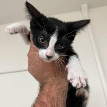 Domestic Short Hair Cats Available for Adoption in Hemet, California - Tsunami | PetCurious