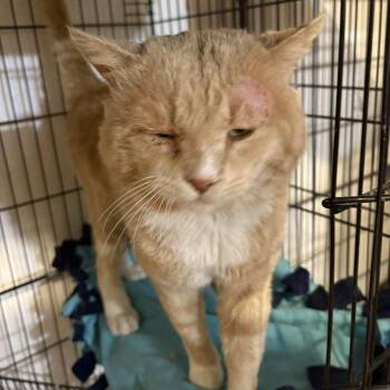 Domestic Short Hair Cats Available for Adoption in Las Cruces, New Mexico - Mango | PetCurious
