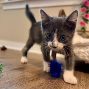 Chattanooga Choo Choo Sweet On You -  Tuxedo and Domestic Short Hair Cat for Adoption in Friendswood, Texas - Chattanooga Choo Choo Sweet On You | PetCurious