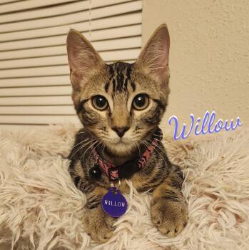 Willow #attic-bunch -  Tabby and Domestic Short Hair Cat for Adoption in Houston, Texas - Willow #attic-bunch | PetCurious