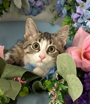 Rescue Domestic Short Hair Cats for Adoption in Stillwater, Oklahoma - 6/18/25 - Sherbet | PetCurious