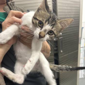 Domestic Short Hair Cats Available for Adoption - C8 | PetCurious