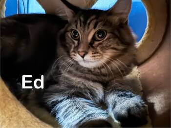 Domestic Medium Hair Cats Available for Adoption - Ed | PetCurious