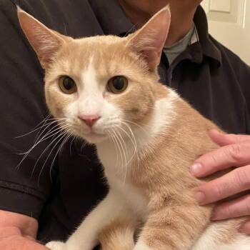 Domestic Short Hair Cats Available for Adoption in Nashville, Tennessee - Tito | PetCurious