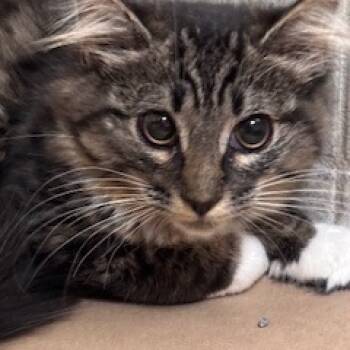 Rescue Domestic Long Hair Cats for Adoption in Wantagh, New York - Elizabeth | PetCurious