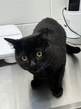 REUBEN -  Domestic Short Hair Cat for Adoption - REUBEN | PetCurious