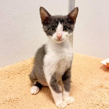 Laguna -  Domestic Short Hair Cat for Adoption in Ojai, California - Laguna | PetCurious