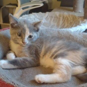 Janis -  Domestic Short Hair Cat for Adoption in Terrebonne, Quebec - Janis | PetCurious