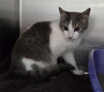 Rescue Domestic Short Hair Cats for Adoption in Willmar, Minnesota - Aurora | PetCurious
