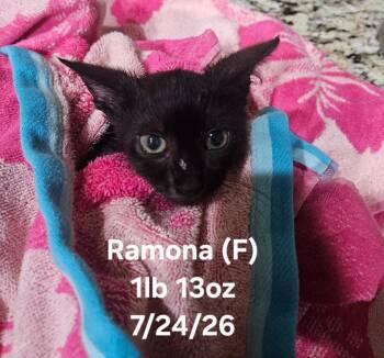 Ramona -  Domestic Short Hair Cat for Adoption in Darien, Georgia - Ramona | PetCurious