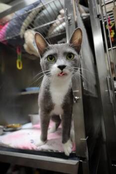 Larkin -  Domestic Short Hair Cat Available for Adoption in Greensburg, Indiana - Larkin | PetCurious