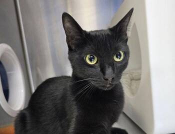 Zuki -  Domestic Short Hair Cat for Adoption in Sherwood, Oregon - Zuki | PetCurious