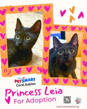 Princess Leia -  Domestic Short Hair Cat for Adoption in Miami, Florida - Princess Leia | PetCurious