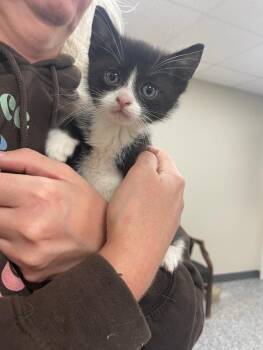 Domestic Short Hair Cats Available for Adoption in Bemidji, Minnesota - Cosette | PetCurious