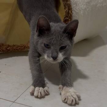 Buddha -  Domestic Short Hair Cat for Adoption in Miami, Florida - Buddha | PetCurious