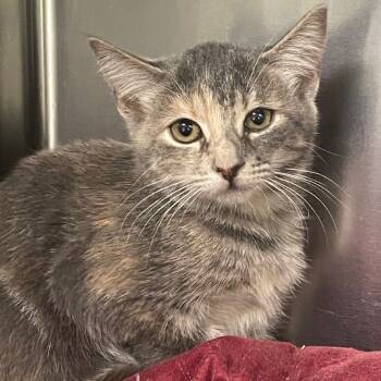 Rescue Domestic Short Hair Cats for Adoption in Cumming, Georgia - Herron | PetCurious