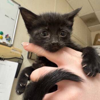 Domestic Short Hair Cats Available for Adoption in Pekin, Illinois - Zumiez | PetCurious