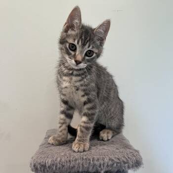 Peregrine -  Domestic Short Hair Cat for Adoption in Alexandria, Virginia - Peregrine | PetCurious