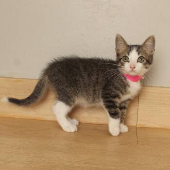 Judy C70774 -  Domestic Short Hair Cat for Adoption in Minnetonka, Minnesota - Judy C70774 | PetCurious