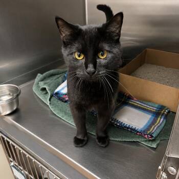 Berries & Cream -  Domestic Short Hair Cat for Adoption in Milan, Illinois - Berries & Cream | PetCurious