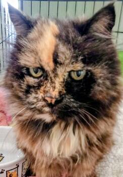 Rescue Domestic Long Hair Cats for Adoption in Reeds Spring, Missouri - Maisie | PetCurious