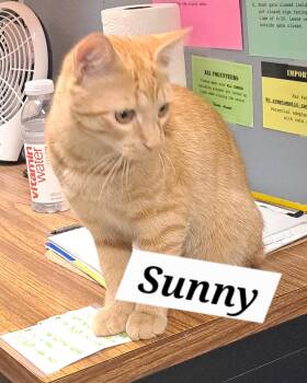 Tabby Cats Available for Adoption in Greenville, Delaware - Sunny (FCID# 04/23/2026 - 65 Brandywine PS) DC | PetCurious