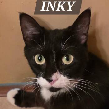 Inky -  Domestic Short Hair Cat for Adoption in Meridian, Idaho - Inky | PetCurious