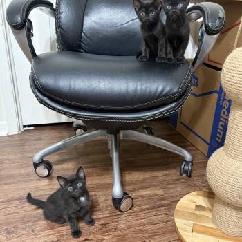 Lobelia -  Domestic Short Hair Cat for Adoption in Liverpool, Texas - Lobelia | PetCurious