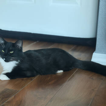 Rescue Domestic Medium Hair Cats for Adoption in Nampa, Idaho - Maverick | PetCurious