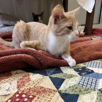 Cinnamon Toast Crunch -  Domestic Short Hair Cat for Adoption in Bedford, New Hampshire - Cinnamon Toast Crunch | PetCurious