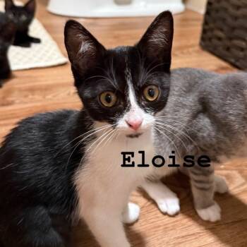 Eloise -  Domestic Short Hair Cat for Adoption in Murfreesboro, Tennessee - Eloise | PetCurious
