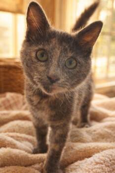 Dilute Calico Cats Available for Adoption - Tiny | PetCurious