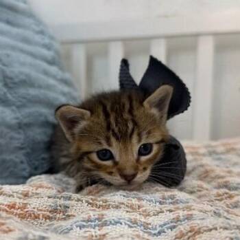 Baby Cutie Boo Boo -  Tabby and Domestic Short Hair Cat for Adoption in Friendswood, Texas - Baby Cutie Boo Boo | PetCurious