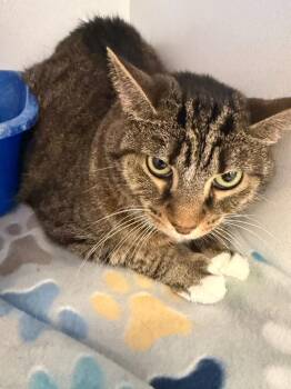 Domestic Short Hair Cats Available for Adoption in New Kensington, Pennsylvania - Reba | PetCurious