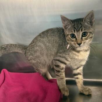Bagheera -  Domestic Short Hair Cat for Adoption in Spokane, Washington - Bagheera | PetCurious