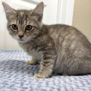 Winnie -  Domestic Short Hair Cat for Adoption in Medford, Oregon - Winnie | PetCurious