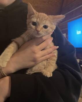 Tabby Cats Available for Adoption in Kannapolis, North Carolina - Marie | PetCurious