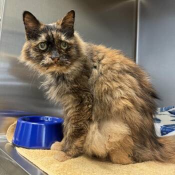 Edie -  Domestic Long Hair Cat for Adoption in Lynchburg, Virginia - Edie | PetCurious