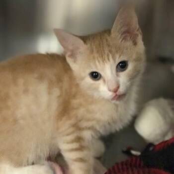 Kataya -  Domestic Short Hair Cat for Adoption in West Palm Beach, Florida - Kataya | PetCurious