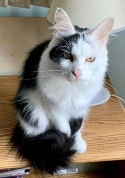 Cool Whip -  Domestic Medium Hair and Domestic Long Hair Cat for Adoption in Red Bank, New Jersey - Cool Whip | PetCurious