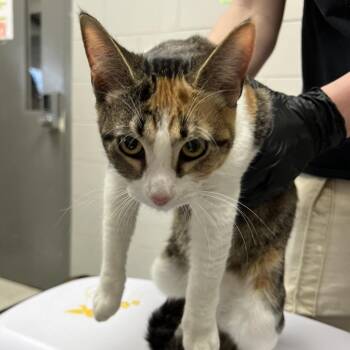 Domestic Short Hair Cats Available for Adoption - Dixie Cup | PetCurious