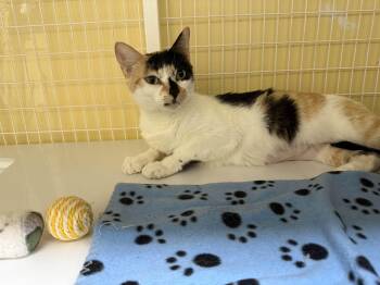 Rescue Domestic Short Hair Cats for Adoption in San Luis Obispo, California - Lily | PetCurious